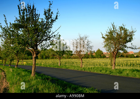 Strada rurale costeggiata da giovani alberi da frutto in primavera, che si snoda attraverso la verde campagna sotto il cielo azzurro Foto Stock