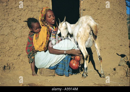 Donna tradizionale con latti per neonati di capra al di fuori del suo tradizionale fango e bargiglio capanna a Harer Etiopia Foto Stock