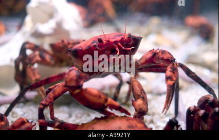 Piccolo Red Rock crab Foto Stock