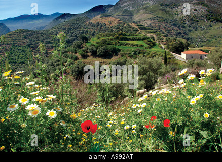 Fiori Selvatici nella campagna del Nord Ovest di Creta Grecia Primavera Foto Stock