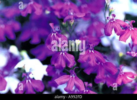 Primo piano di fiori viola e bianco lobelia campanulaceae Foto Stock