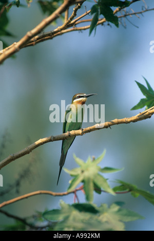 Madagascar Gruccione (Merops superciliosus) Madagascar, endemica Foto Stock