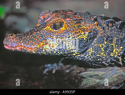 Cuvier del Caimano Nana o muschiato, Caimano Paleosuchus palpebrosus, Foto Stock