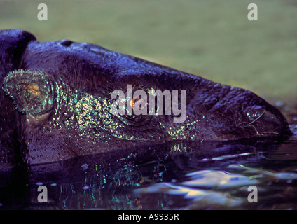 Ippopotamo pigmeo - pigmeo Ippopotamo in Africa occidentale Foto Stock