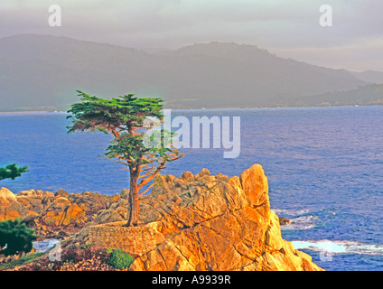 Il lone cypress su 7 mile trail vicino Monterey California USA Foto Stock