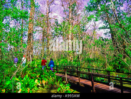 Corkscrew swamp sanctuary audubon in Florida Foto Stock