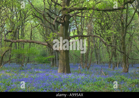 Un vecchio albero di quercia in un inglese bluebell wood Foto Stock
