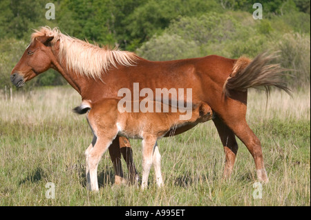 Profilo di un selvaggio mare alimentando il suo puledro New Forest, Hampshire, Inghilterra. Foto Stock