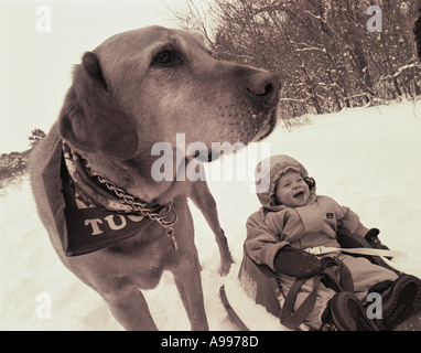 Felice bambina si siede a cinghiate su una slitta in un campo nevoso da boschi a fianco a lei un giallo labrador cane indossa un kercheif Foto Stock