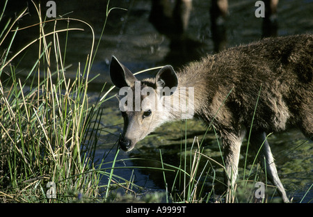 Un Sambar vitello in stagno Foto Stock