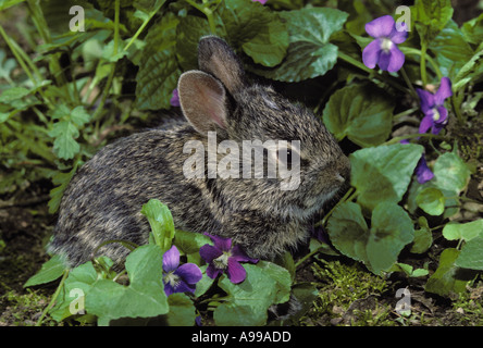 Orientale coniglio silvilago, Sylvilagus floridanus, nascondendo in wild fiori viola Midwest USA Foto Stock