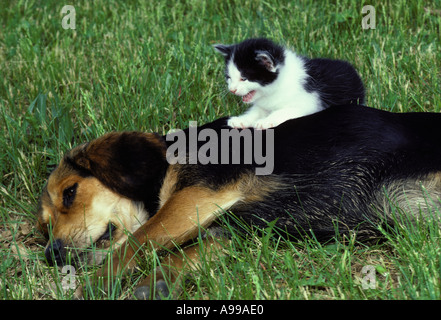 Amici inusuali - cane Beagle posa in erba con baby gattino seduto sul suo retro cercando di ottenere la sua attenzione Foto Stock