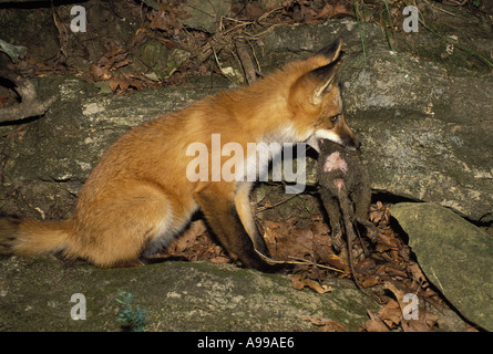 Red Fox (Vulpes vulpes fulva) mangia appena catturati di opossum mentre è seduto sulla scogliera Foto Stock