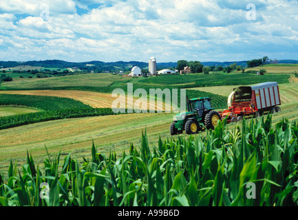 Agricoltura - Taglio e trinciatura di erba medica per insilati accanto al contorno di mais, striscia farming / Wisconsin, USA. Foto Stock