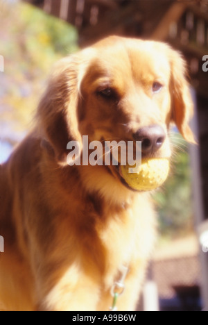 Cane con palla in bocca Foto Stock