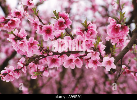 Agricoltura - Peach Blossoms in piena fioritura in primavera / Traver, California, Stati Uniti d'America. Foto Stock