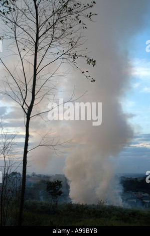 Dei fumi da un olocausto e un albero vivo nel legno. Votorantim, São Paulo, Brasile. 07 Maggio 2005 a 11:27am on sabato. Foto Stock