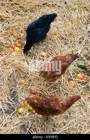 Le galline di graffiare in figliata profonda paglia e mangiare le mele manna Foto Stock