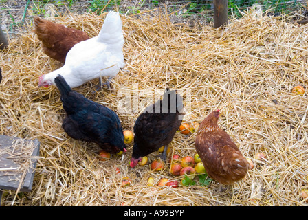 Le galline di graffiare in figliata profonda paglia e mangiare le mele manna Foto Stock