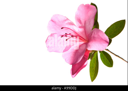 Azalea colore rosa acceso da dietro isolato su bianco Foto Stock