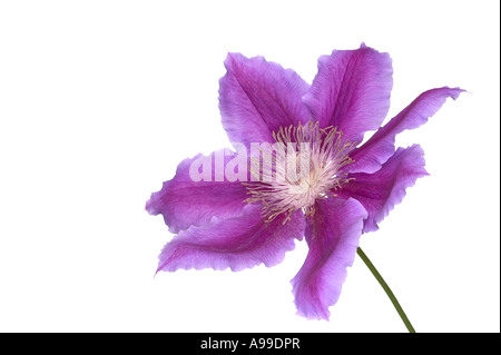 Ripresa macro di un clematide Dr Ruppel fiore isolato su bianco Foto Stock