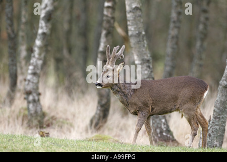 Roebuck in velluto Foto Stock