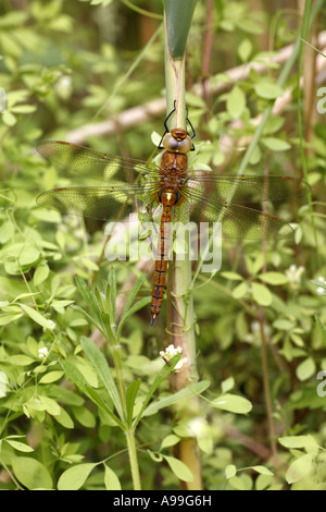 Norfolk Hawker Foto Stock