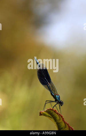 Nastrare Demoiselle appollaiato sulla lamina Foto Stock