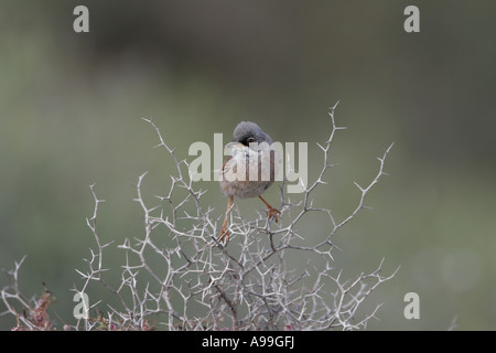 Spectacled trillo Foto Stock