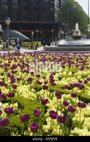 Fiori di primavera al sole, Plaza Moyua, Bilbao, Spagna settentrionale, l'Europa. Fontana e Fosterito in background. Foto Stock