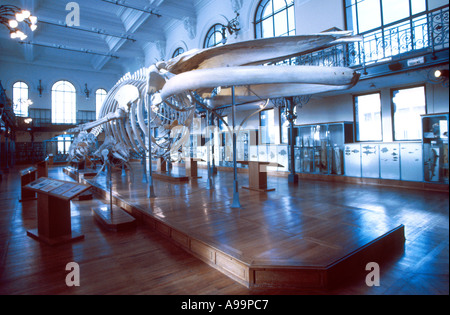 Scheletro di balena nel Museo Oceanografico di Monaco Foto Stock