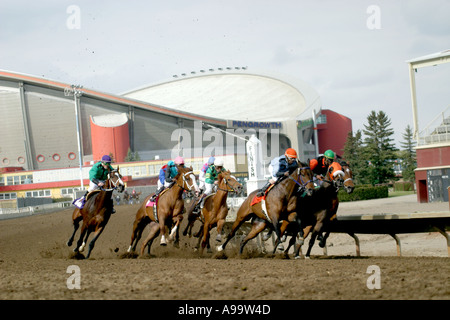 Cavalli Purosangue RACING Calgary Alberta Canada Foto Stock