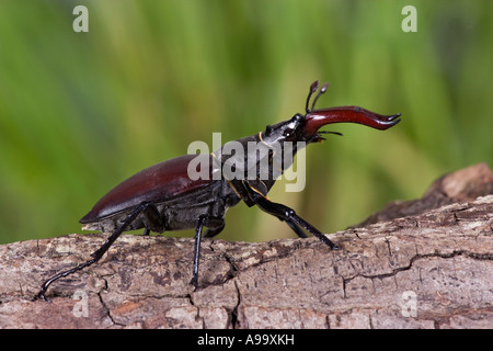 Unione stag beetle: Lucanus cervus maschio sul ramo di quercia con bel al di fuori della messa a fuoco lo sfondo Foto Stock