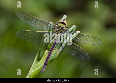 Appena emerse libellula imperatore (Anax imperator) da stagno potton bedfordshire con bel al di fuori della messa a fuoco lo sfondo Foto Stock