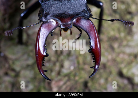 Unione stag beetle: Lucanus cervus close up mostra enormi corna Foto Stock