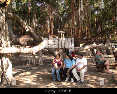 AJD41513, Lahaina, Maui, HI, Hawaii Foto Stock