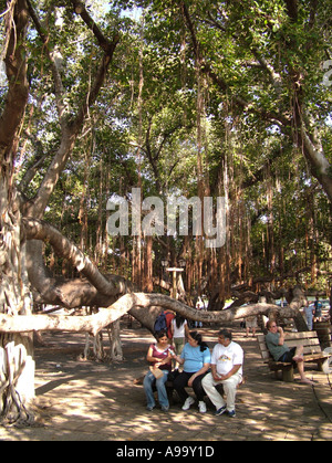 AJD41514, Lahaina, Maui, HI, Hawaii Foto Stock