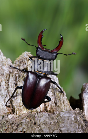 Unione stag beetle: Lucanus cervus maschio sul ramo di quercia con bel al di fuori della messa a fuoco lo sfondo Foto Stock