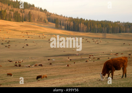 Alimentazione bestiame nel Foothils delle Montagne Rocciose Canadesi Foto Stock