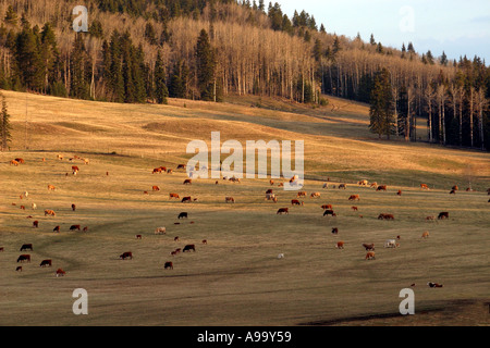 Alimentazione bestiame nel Foothils delle Montagne Rocciose Canadesi Foto Stock