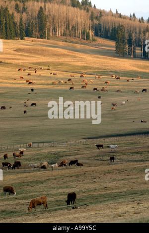 Alimentazione bestiame nel Foothils delle Montagne Rocciose Canadesi Foto Stock