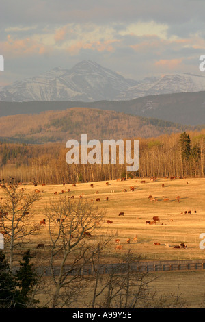 Alimentazione bestiame nel Foothils delle Montagne Rocciose Canadesi Foto Stock