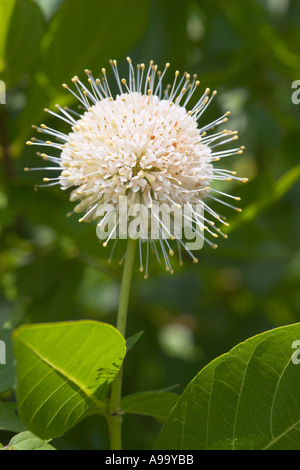 Impianto Buttonbush in fiore Foto Stock