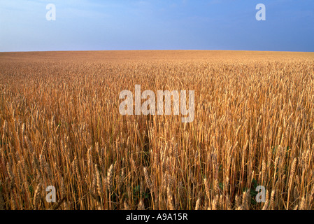 Grano maturo IN WHEATFIELD Foto Stock