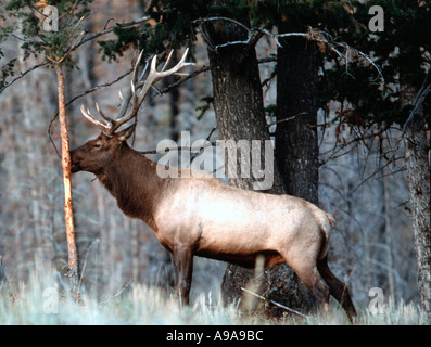 Rocky Mountain Bull elk o Wapiti Cervus Elaphus mostrato strofinando il suo palchi contro un piccolo germoglio durante la caduta rutt Foto Stock