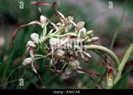 Lizard Orchid Riemenzunge himantoglossum hircinum una rara orchidea selvatica con foglie lunghe e spirali in Eifel Germania Foto Stock