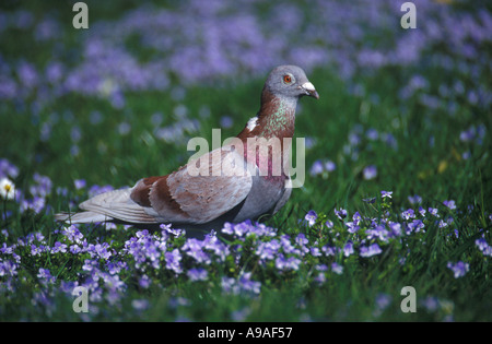 Feral Pigeon Columba livia domestica Foto Stock