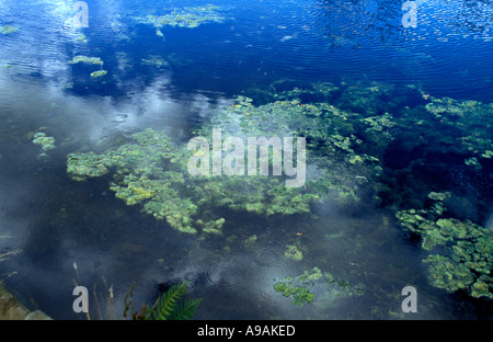 Pond che mostrano segni di inquinamento Foto Stock