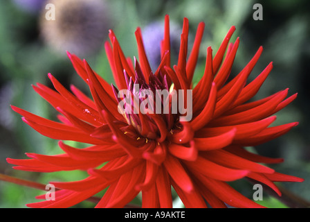 Dahlia HILLCREST ROYAL Foto Stock