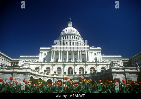 La primavera sboccia United States Capitol Building WASHINGTON DC USA Foto Stock